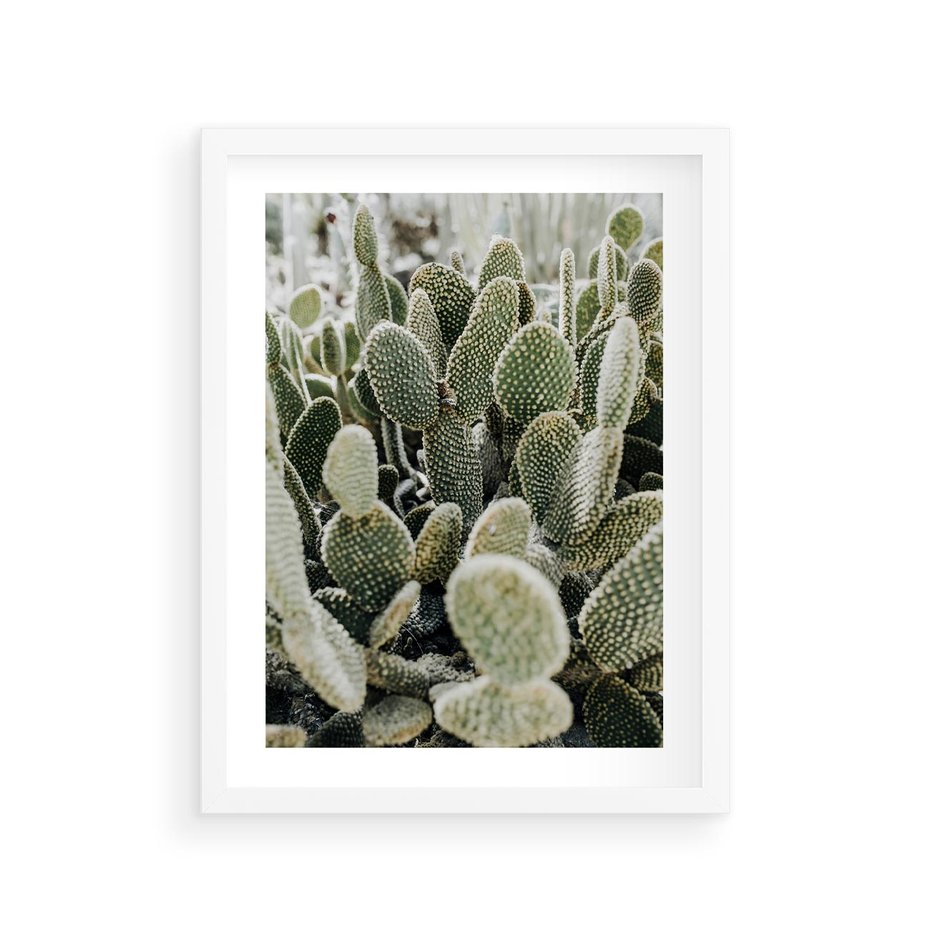 Plakat w ramie 30x40 - Kaktusowa Harmonia - kaktusy, fotografia - rama biała