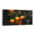 Obraz na płótnie 120x60 - Mandarynki Drzewko Urodzaju - mandarynki, drzewko