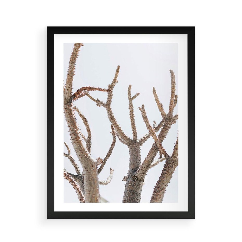 Plakat w ramie 50x70 - Pustynna Harmonia Gałęzi - pustynna roślina, suche gałęzie - rama czarna