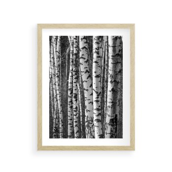 Plakat w ramie 50x70 - Kontrast Monochromatyczny - brzozy, czarno - rama drewno