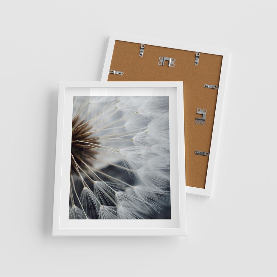 Plakat w ramie 40x50 - Dmuchawce w Naturze - dmuchawiec, zbliżenie - rama biała