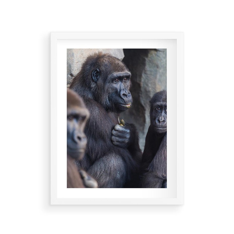 Plakat w ramie 30x40 - Małpy w ich naturalnym środowisku - małpy, szympansy - rama biała