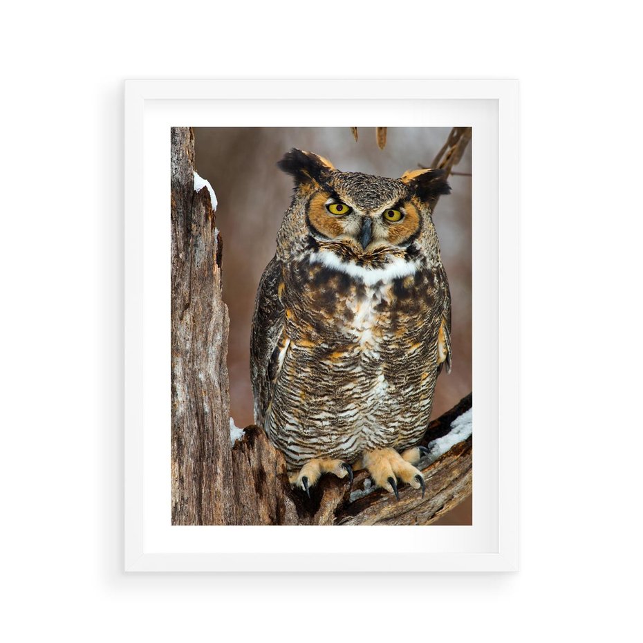 Plakat w ramie 40x50 - Tajemniczy Stróż - sowa, las - rama biała