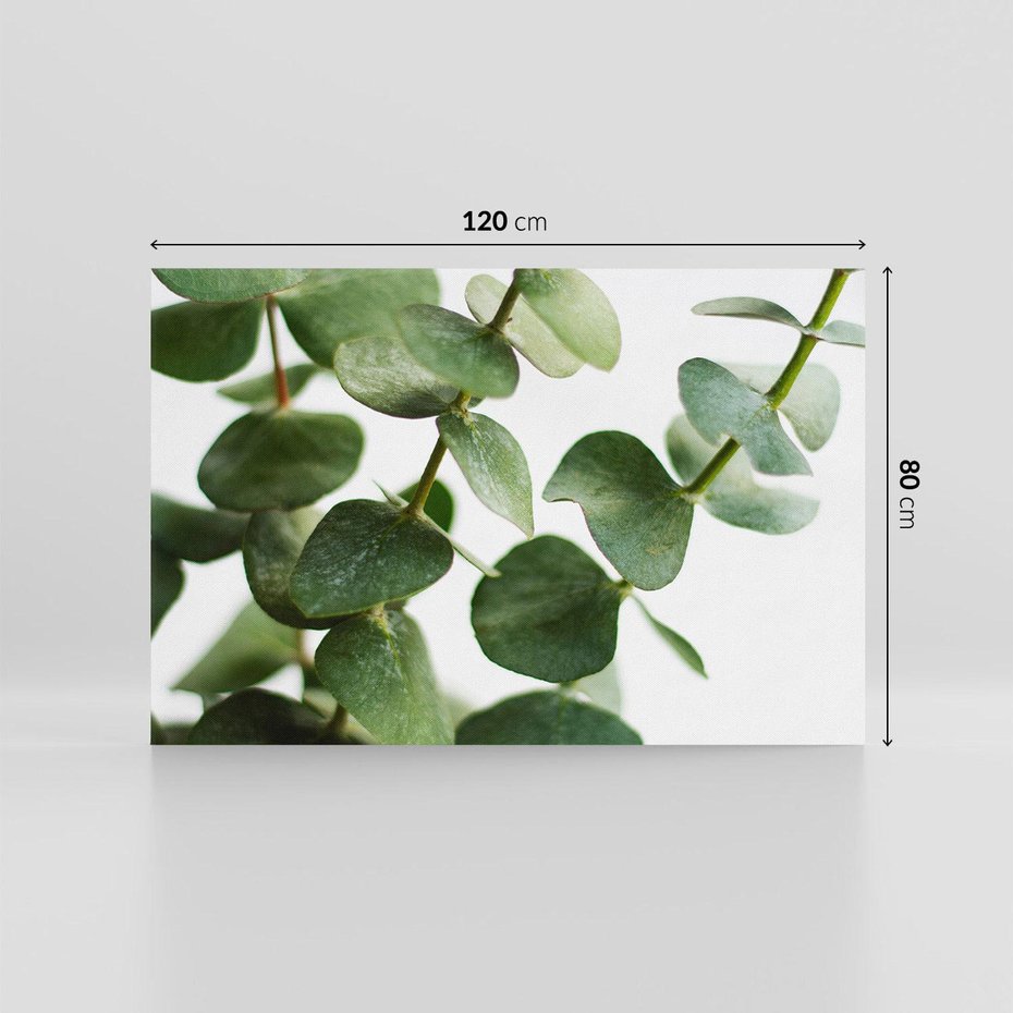 Obraz na płótnie 120x80 - Zielone eukaliptusy - eukaliptus, liście