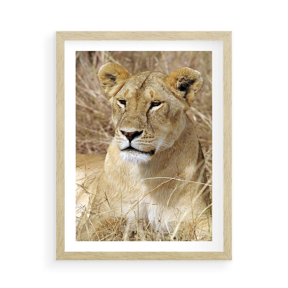 Plakat w ramie 50x70 - Potęga lwów w Afryce - lew, lwica - rama drewno