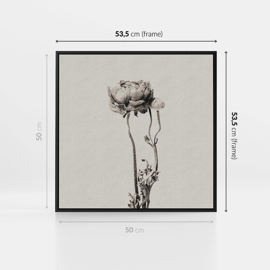 Obraz w ramie 50x50 - Cień Kwiatowej Delikatności - kwiat, cień - rama czarna