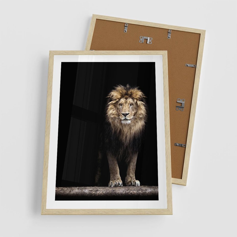 Plakat w ramie 50x70 - Lew: dzikie piękno natury - lew, dzikie - rama drewno