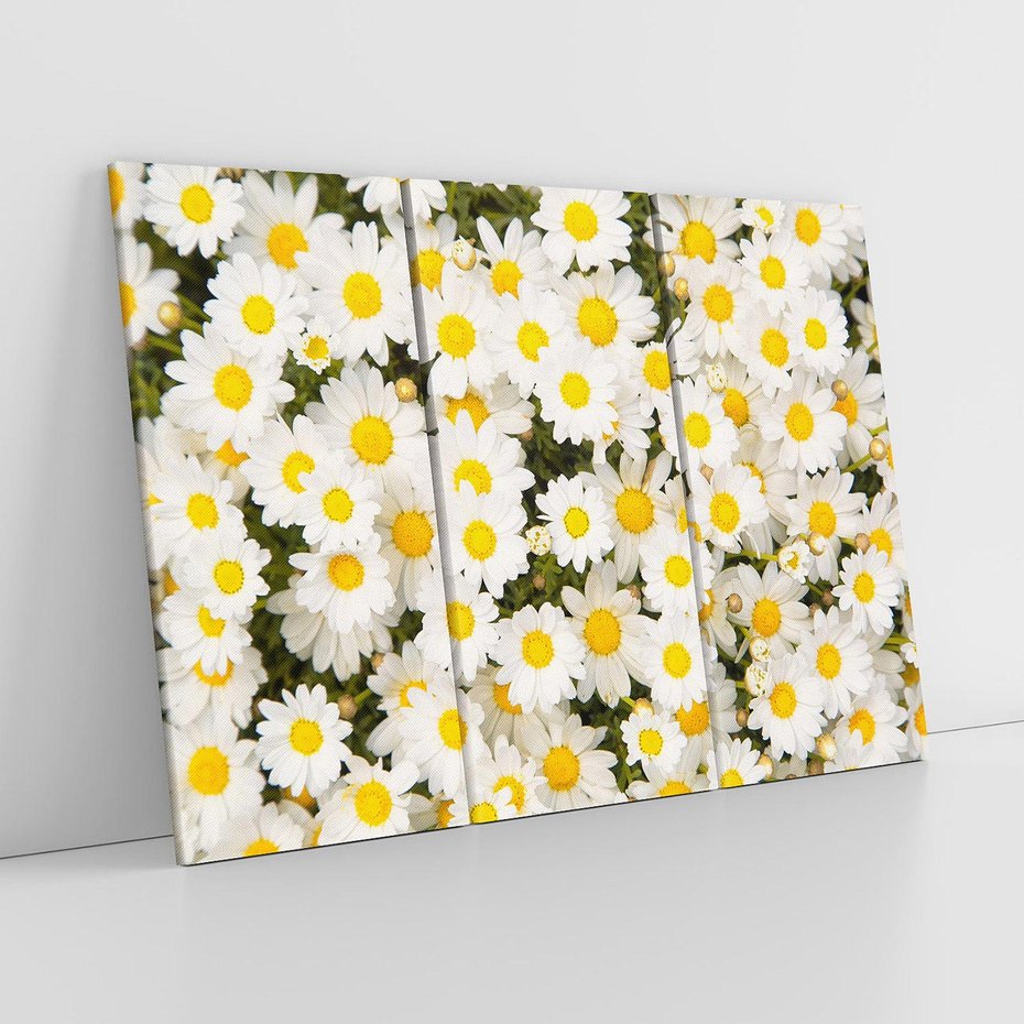 Obraz na płótnie 120x80 - Delikatność Kwiatowej Przyrody - stokrotki, kwiaty