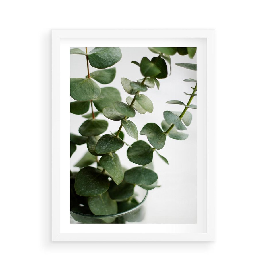 Plakat w ramie 50x70 - Zielone eukaliptusy - eukaliptus, liście - rama biała