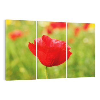 Obraz na płótnie 120x80 - Magia maku na łące - mak, łąka