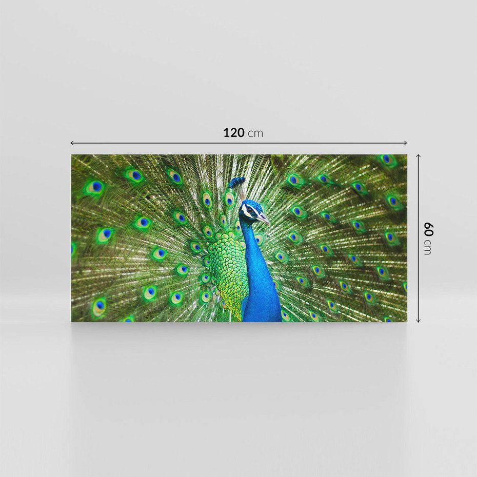 Obraz na płótnie 120x60 - Wspaniałość pawich piór - paw, pióra