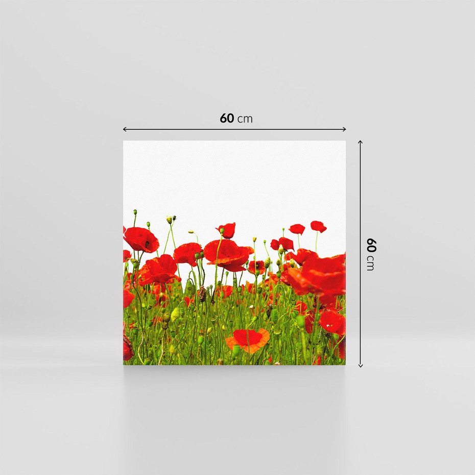 Obraz na płótnie 60x60 - Bujne maki na malowniczej łące - mak, maki