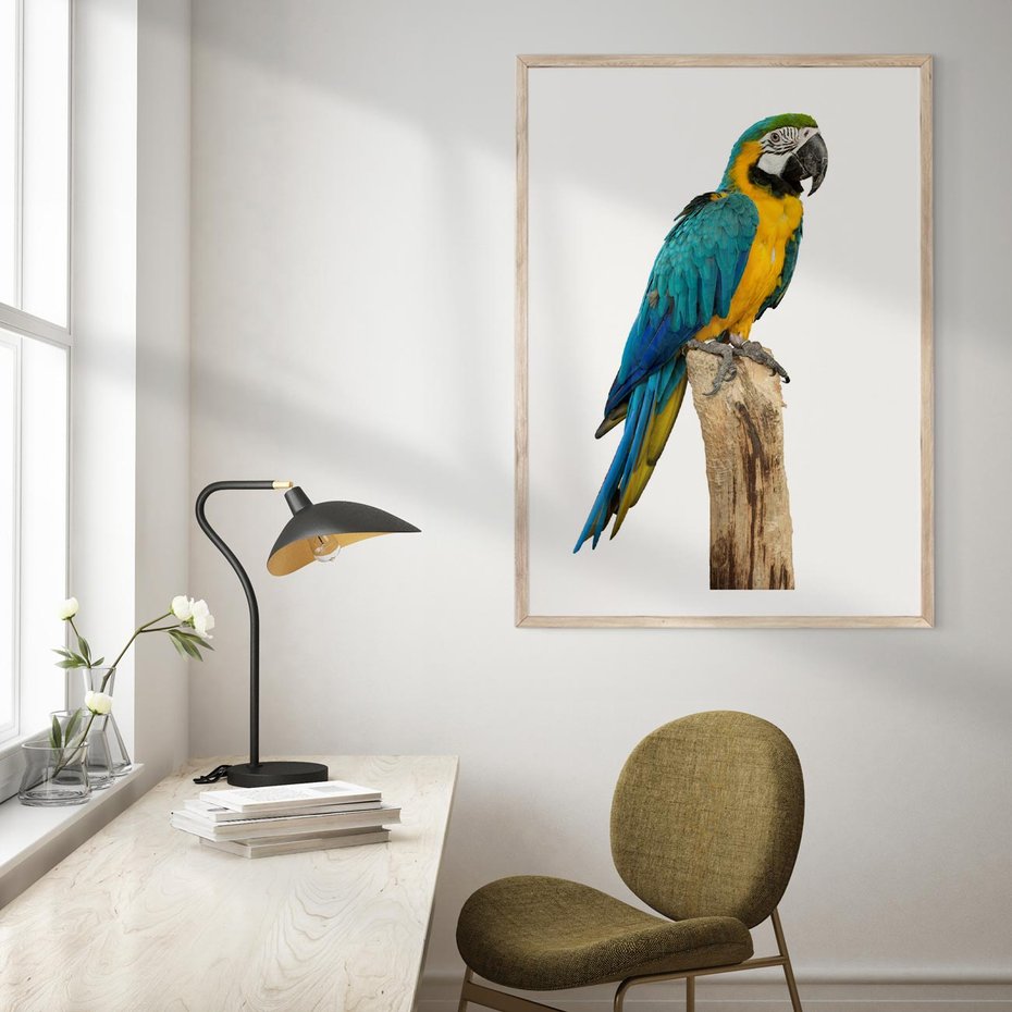 Plakat w ramie 40x50 - Kolorowa papuga w locie - papuga, ptak - rama drewno