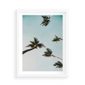 Plakat w ramie 50x70 - Palmy i Niebo - palmy, ujęcie z dołu - rama biała