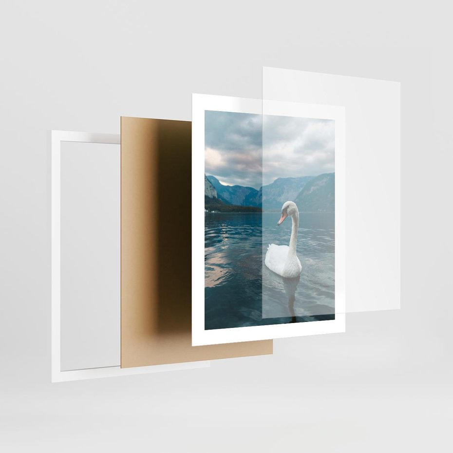 Plakat w ramie 40x50 - Łabędzi Śpiew - fotografia, plakat - rama biała