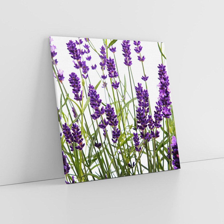 Obraz na płótnie 40x40 - Fioletowa harmonia lawendy - lawenda, fiolet