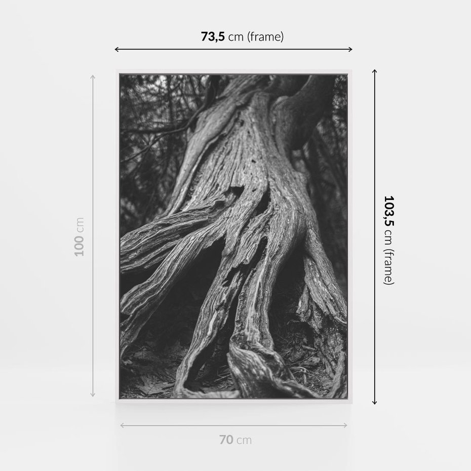 Obraz w ramie 70x100 - Siła Natury - czarno biała fotografia, korzenie wielkiego drzewa - rama biała
