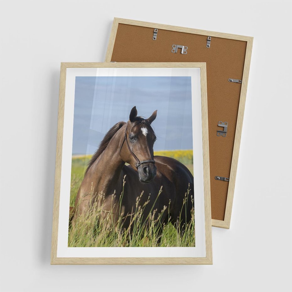 Plakat w ramie 50x70 - Siła i piękno natury - koń, łąka - rama drewno