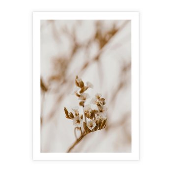 Plakat bez ramy 30x40 - Kwiatowa suchość - kwiaty, susz