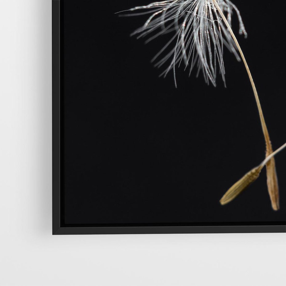 Obraz w ramie 50x50 - Delikatność Wiatru - dmuchawce, makro - rama czarna