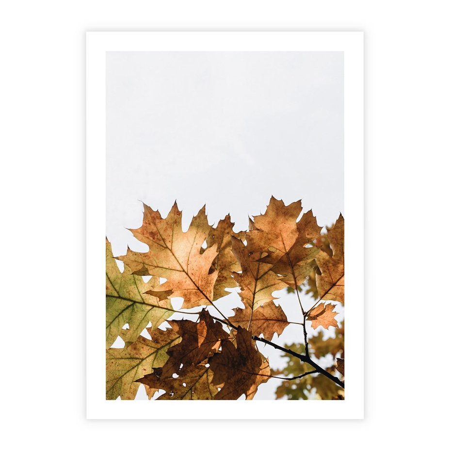 Plakat bez ramy 30x40 - Suche Żółte Liście w Malowniczym Ujęciu - liście, żółte
