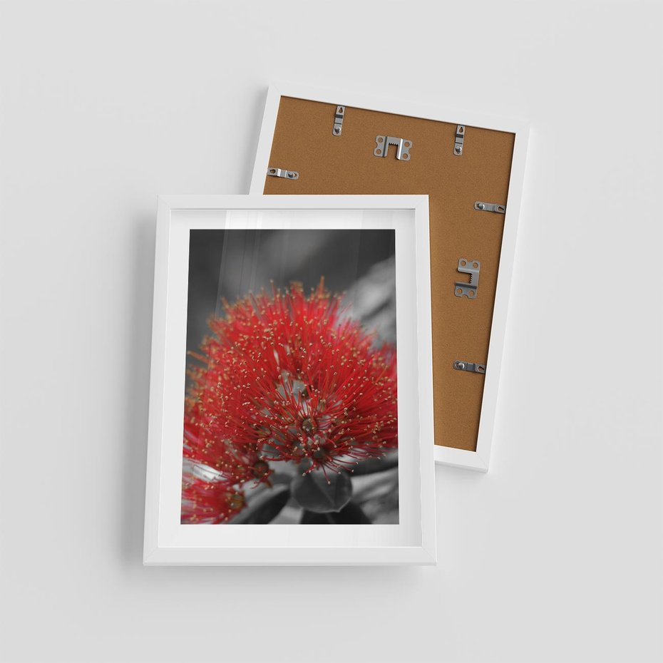 Plakat w ramie 30x40 - Ukwiał na rafie koralowej - ukwiał, rafa - rama biała