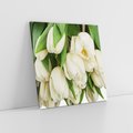 Obraz na płótnie 30x30 - Białe tulipany w pełnym rozkwicie - białe, tulipany