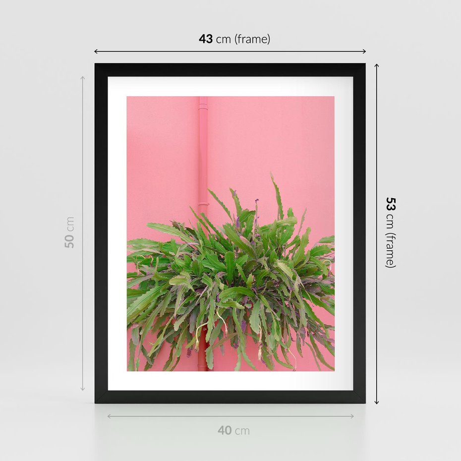 Plakat w ramie 40x50 - Fotografia Rośliny z Różowym Tłem - fotografia, zielona roślina na tle różwj ściany - rama czarna