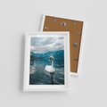 Plakat w ramie 30x40 - Łabędzi Śpiew - fotografia, plakat - rama biała
