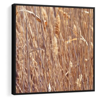 Obraz w ramie 50x50 - Mistrzowskie suche trawy - suche, trawy - rama czarna