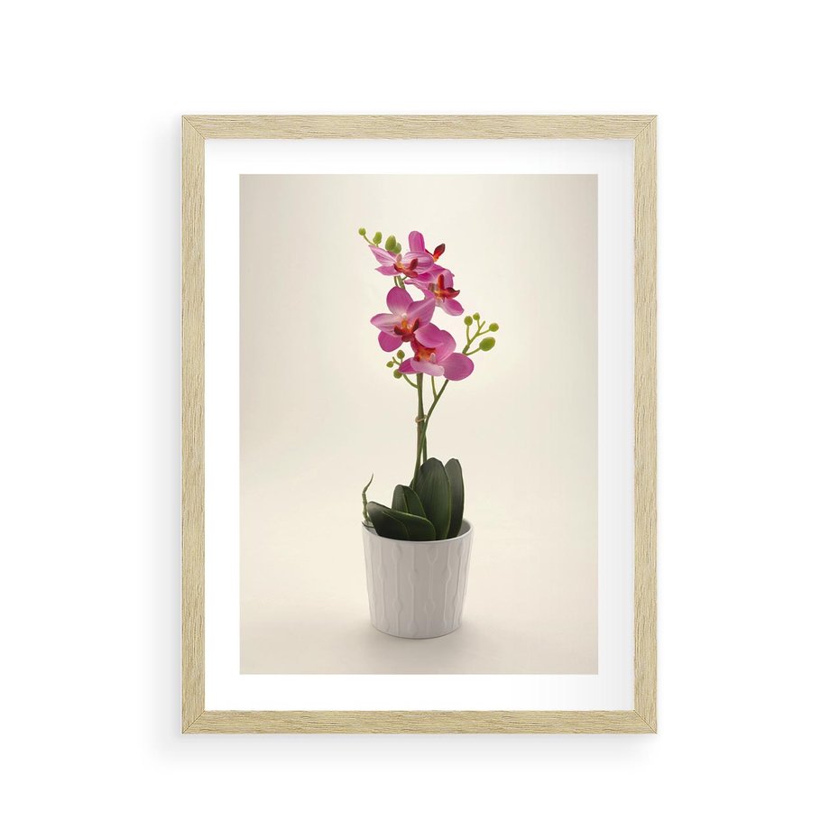Plakat w ramie 30x40 - Delikatność storczyka orchidei - storczyk, orchidea - rama drewno