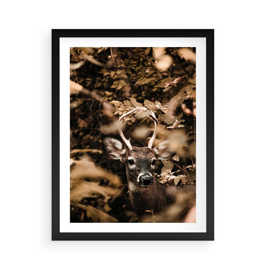 Plakat w ramie 50x70 - Jesienny Jeleń w Lesie - jeleń, w lesie - rama czarna