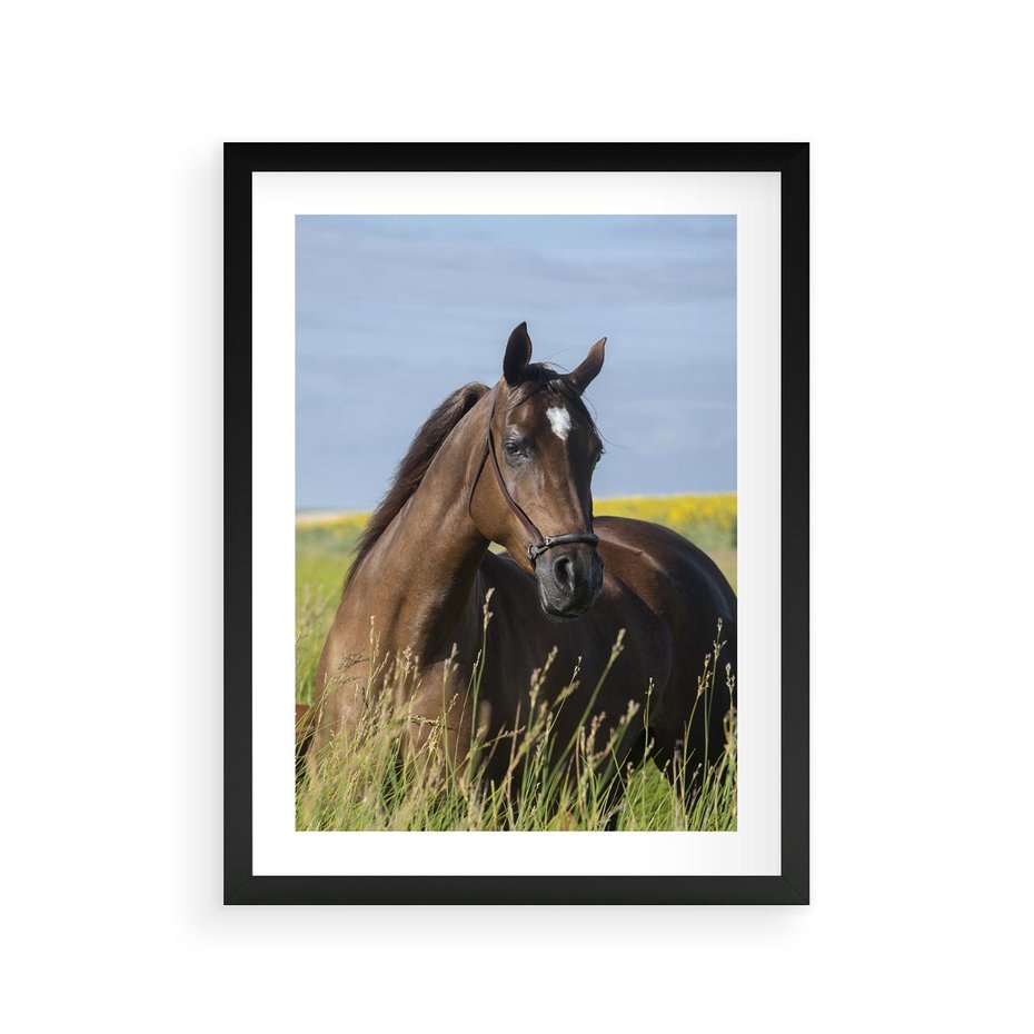 Plakat w ramie 30x40 - Siła i piękno natury - koń, łąka - rama czarna