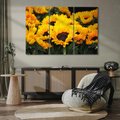 Obraz na płótnie 120x80 - promień słoneczny w kwiatowym świecie - słoneczniki, kwiat