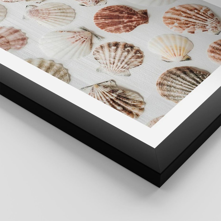 Plakat w ramie 40x50 - Morska Delikatność: Muszelki na Białym Tle - kompozycja, morskie muszelki na białym tle - rama czarna