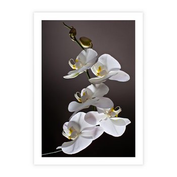 Plakat bez ramy 30x40 - SPA: harmonia z kwiatami - spa, kwiaty