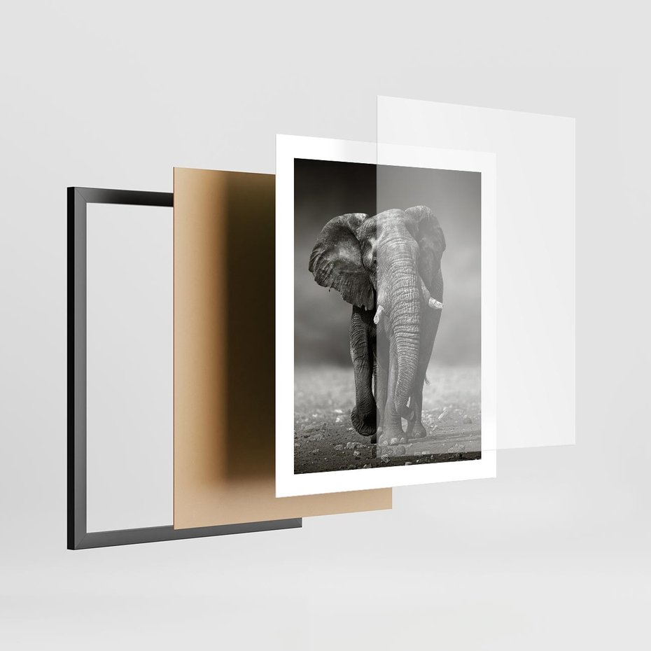 Plakat w ramie 40x50 - Majestatyczny słoń Afryki - słoń, Afryka - rama czarna