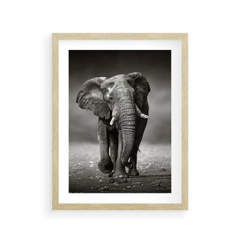 Plakat w ramie 40x50 - Majestatyczny słoń Afryki - słoń, Afryka - rama drewno