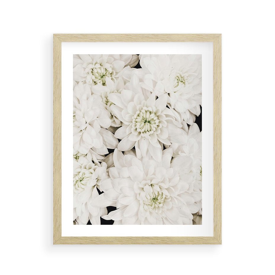 Plakat w ramie 40x50 - Białe Kwiaty: Płatki Delikatności - białe kwiaty, zbliżenie - rama drewno
