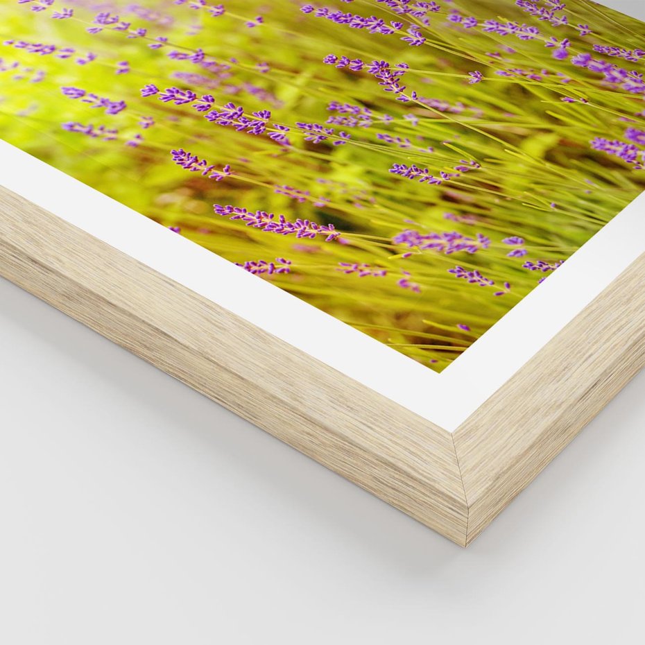 Plakat w ramie 40x50 - Delikatność natury - lawenda, kwiaty - rama drewno
