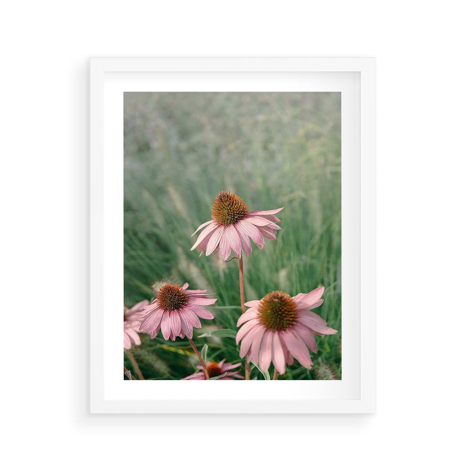 Plakat w ramie 40x50 - Natura w Pełnym Blasku - kwiaty na łące, różowe kwiaty polne - rama biała