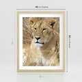 Plakat w ramie 40x50 - Potęga lwów w Afryce - lew, lwica - rama drewno
