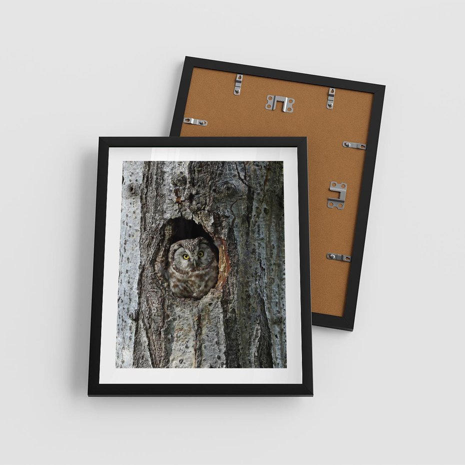 Plakat w ramie 40x50 - Tajemniczy W świecie Nocy - sowa, dziupla - rama czarna