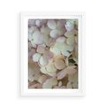 Plakat w ramie 50x70 - Kwiatowy taniec - kwiaty, hortensje - rama biała