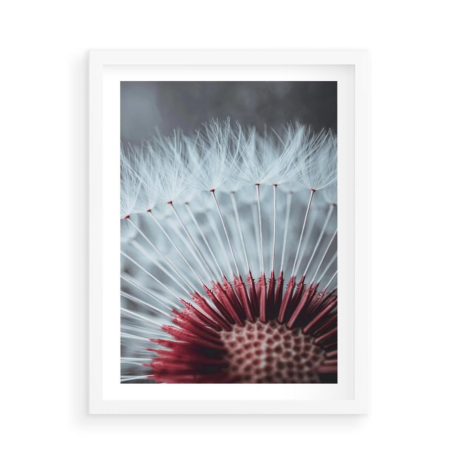 Plakat w ramie 50x70 - Dmuchawiec w Detalu - dmuchawiec, zdjęcie makro - rama biała