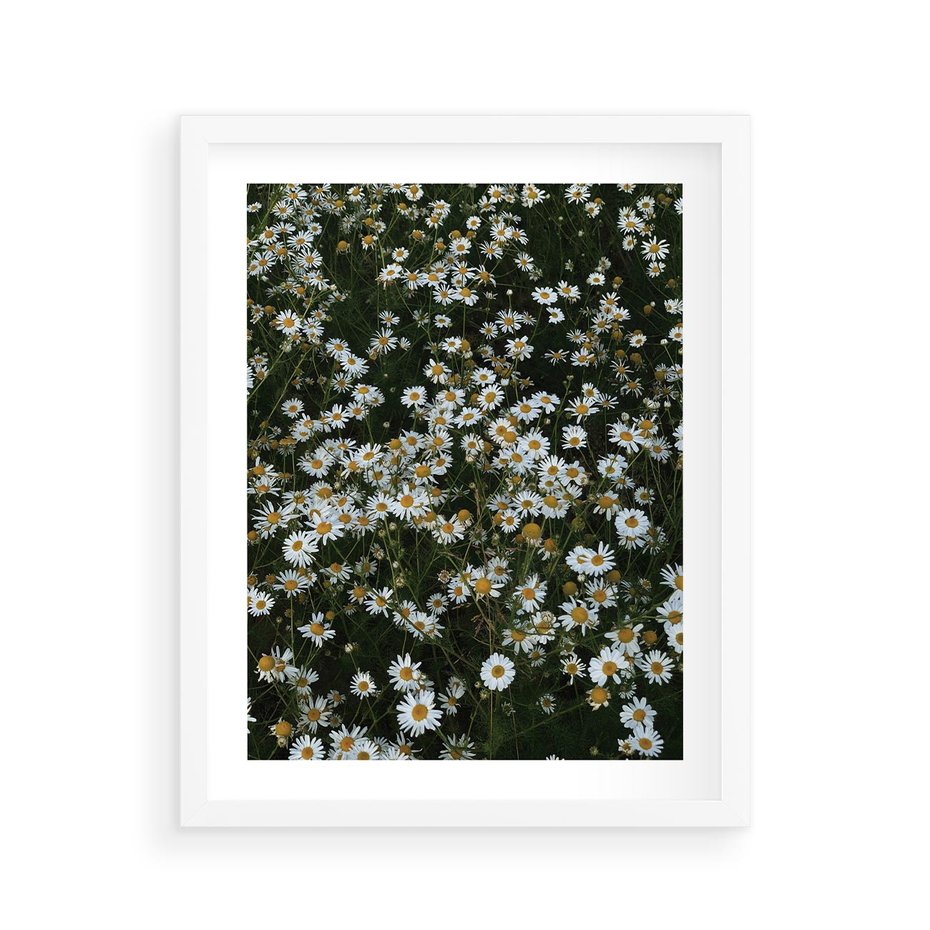 Plakat w ramie 40x50 - Stokrotkowa Idylla na Łące - łąka, stokrotki - rama biała