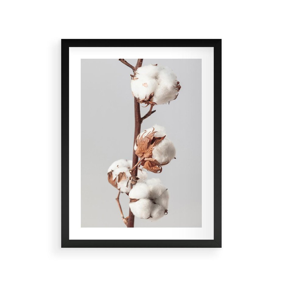 Plakat w ramie 30x40 - Spokojna Gałązka Bawełny - gałązka bawełny, prosta spokojna fotografia - rama czarna