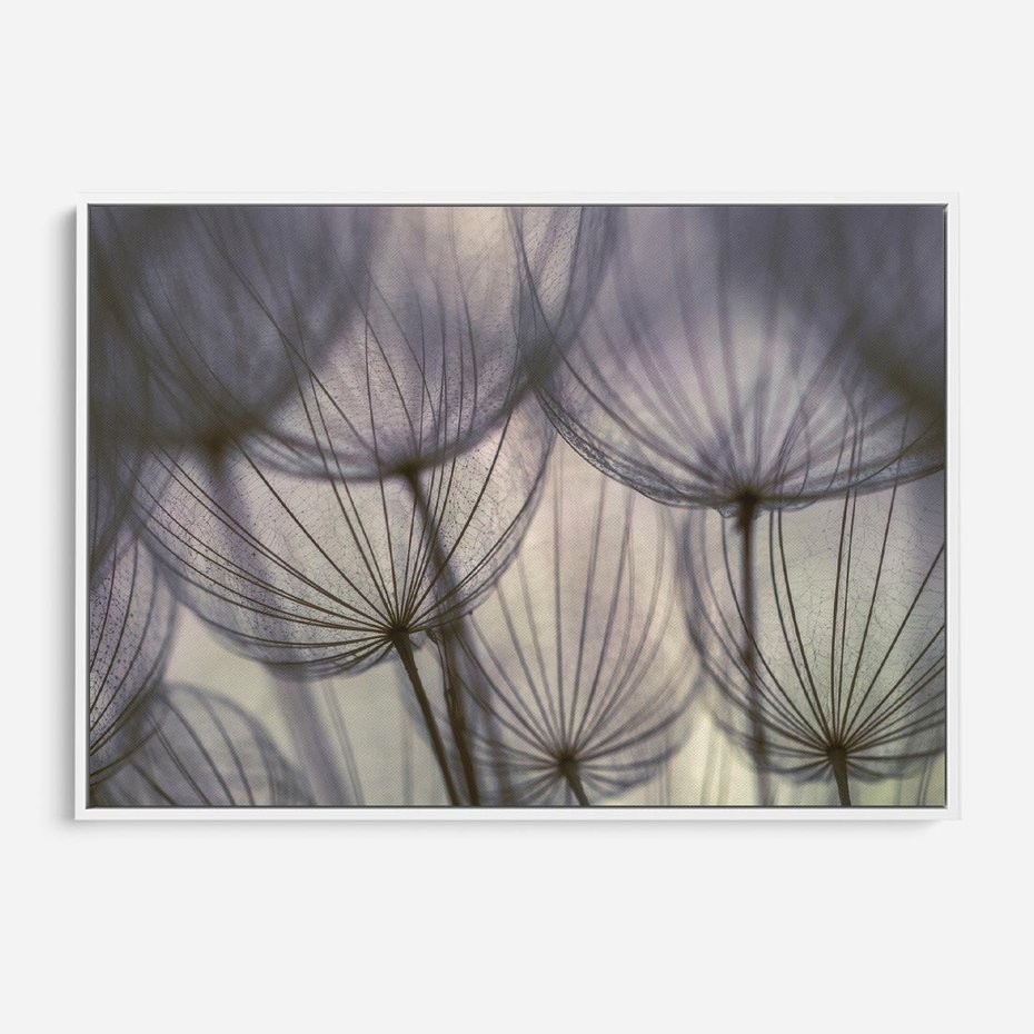 Obraz w ramie 70x50 - Makro dmuchawiec - piękno drobnych detali - dmuchawce, makro - rama biała