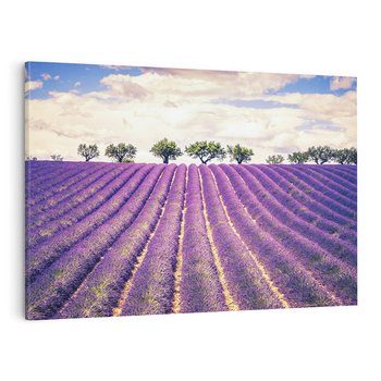 Obraz na płótnie 70x50 - Uroda Lawendy: Kwiatowy Cud Natury - lawenda, kwiaty