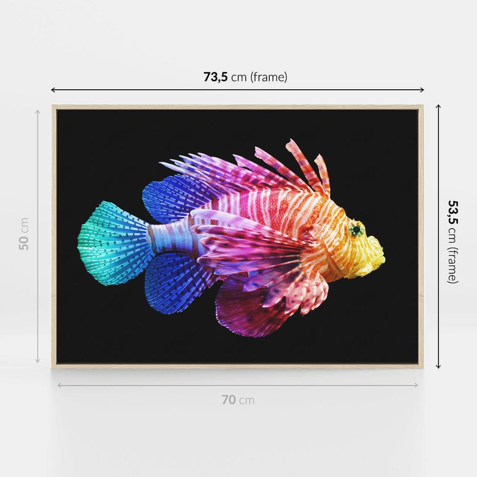 Obraz w ramie 70x50 - Tęczowa Piękność - kolorowa tęczowa ryba, mocny akcent na czarnym tle - rama drewno